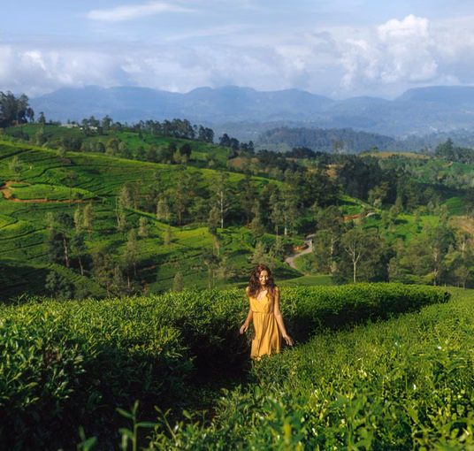 Best of Kerala | From Houseboat Stays to Hilltop Views