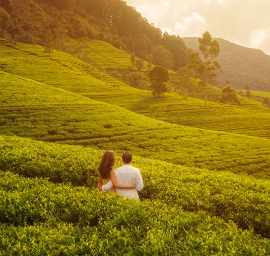 Romantic Escape to Kerala | From Tea Estates to Golden Sands